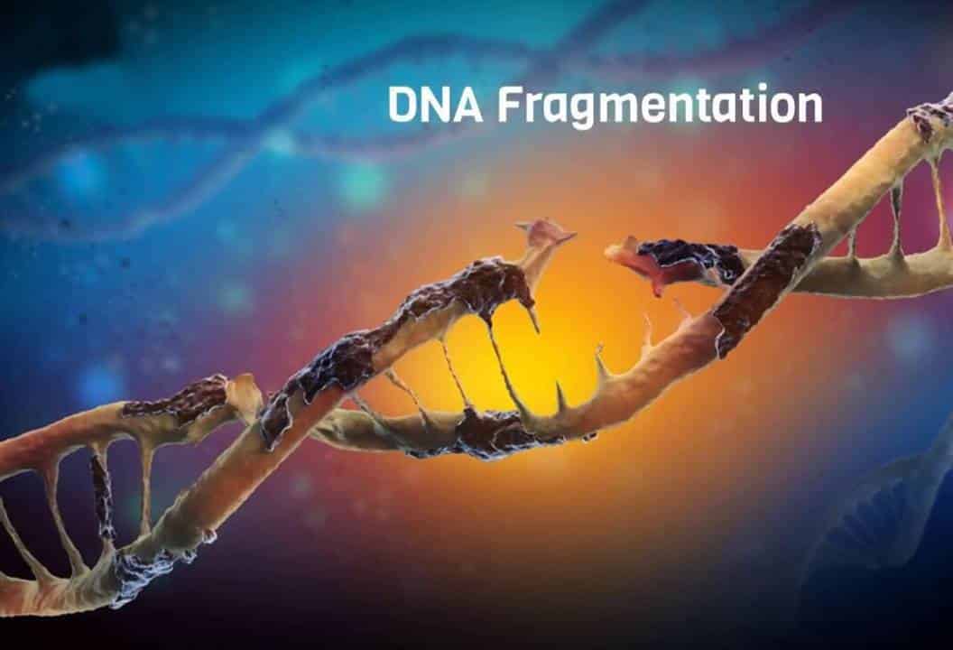 Phân mảnh ADN tinh trùng